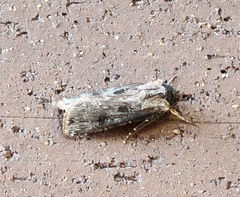 Agrotis malefida