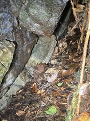 Mesocentrotus franciscanus