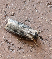 Agrotis malefida