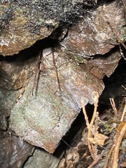 Mesocentrotus franciscanus