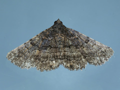 Diatenes aglossoides