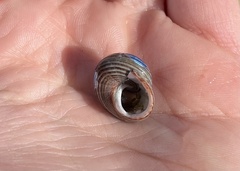 Calliostoma