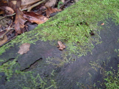 Hamptophryne boliviana