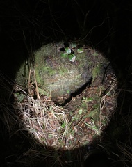 Mesocentrotus franciscanus