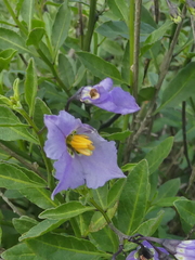 Solanum umbelliferum