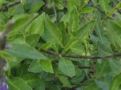 Solanum umbelliferum