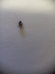 Lampona cylindrata