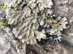 Physconia perisidiosa