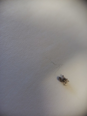 Lampona cylindrata