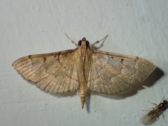Herpetogramma rudis