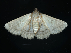 Diatenes aglossoides