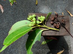 Eucalyptus pellita