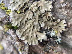 Physconia perisidiosa