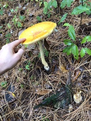 Amanita chrysoblema