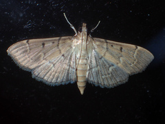 Herpetogramma rudis