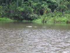 Melanosuchus niger