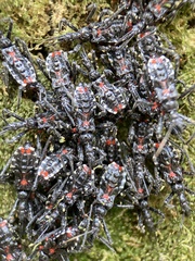 Agriosphodrus dohrni