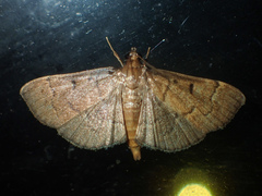 Herpetogramma rudis