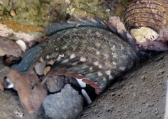 Acanthoclinus fuscus