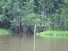 Tachycineta albiventer