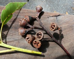 Eucalyptus pellita