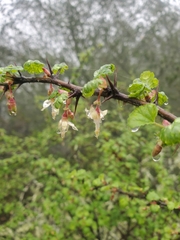 Ribes californicum