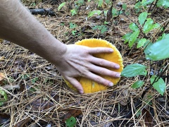 Amanita chrysoblema
