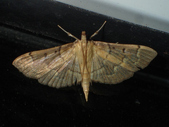 Herpetogramma rudis