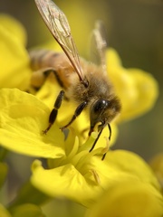 Apis mellifera