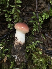 Gomphidius subroseus