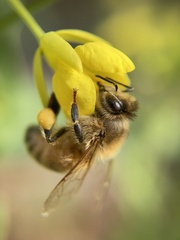 Apis mellifera