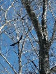 Corvus corone orientalis