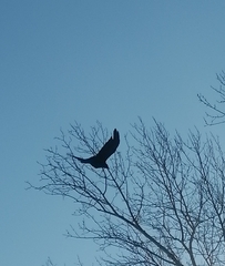 Corvus corone orientalis