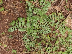 Phacelia platycarpa