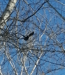 Corvus corone orientalis