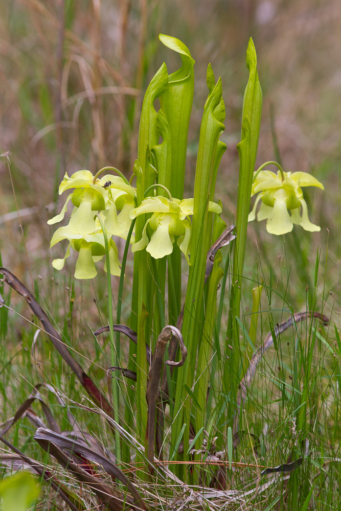 Sarracenia alata
