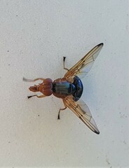 Lamprogaster flavipennis