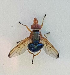 Lamprogaster flavipennis