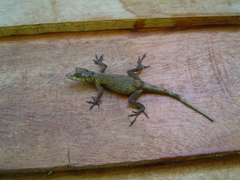 Anolis ortonii