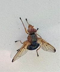 Lamprogaster flavipennis