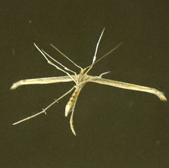 Emmelina monodactyla