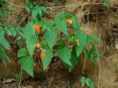 Begonia cinnabarina