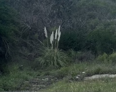 Cortaderia selloana