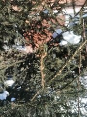 Picea obovata