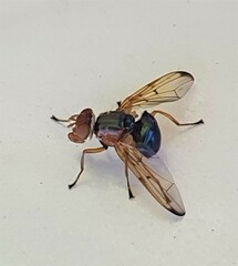 Lamprogaster flavipennis