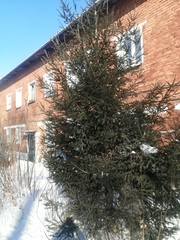 Picea obovata