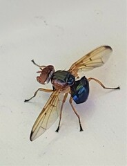 Lamprogaster flavipennis