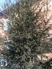 Picea obovata
