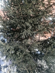 Picea obovata