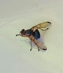 Lamprogaster flavipennis